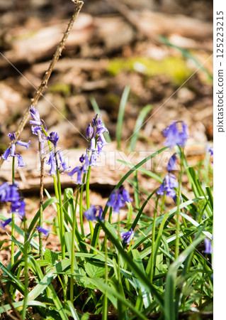 Pale purple bluebells growing in natural surroundings in Hatchlands, a suburb of London 125223215