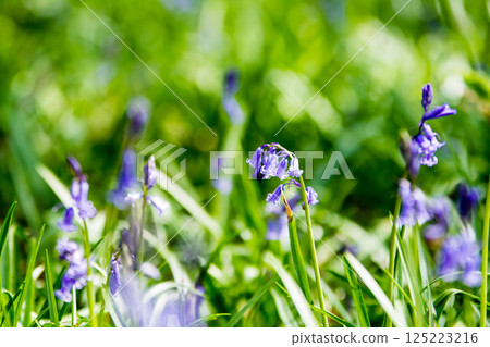 Pale purple bluebells growing in natural surroundings in Hatchlands, a suburb of London 125223216