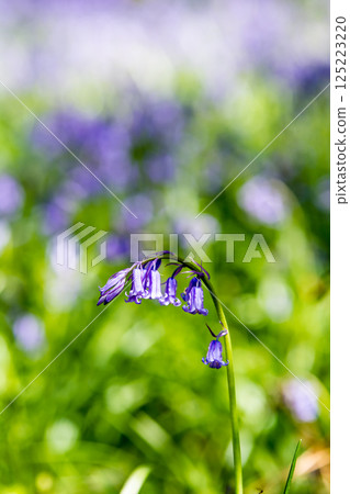 Pale purple bluebells growing in natural surroundings in Hatchlands, a suburb of London 125223220
