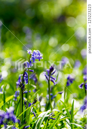 Pale purple bluebells growing in natural surroundings in Hatchlands, a suburb of London 125223223
