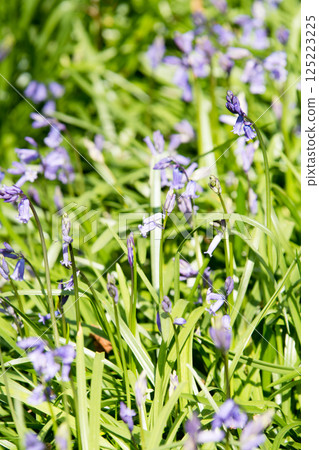 Pale purple bluebells growing in natural surroundings in Hatchlands, a suburb of London 125223225