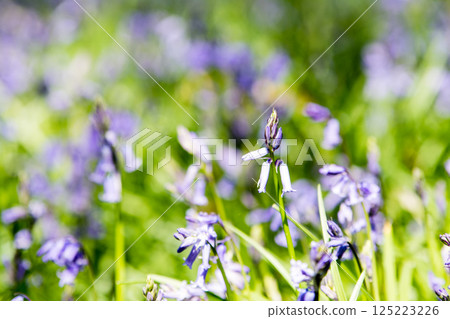 Pale purple bluebells growing in natural surroundings in Hatchlands, a suburb of London 125223226