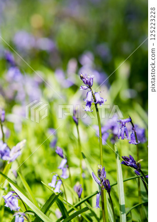 Pale purple bluebells growing in natural surroundings in Hatchlands, a suburb of London 125223228