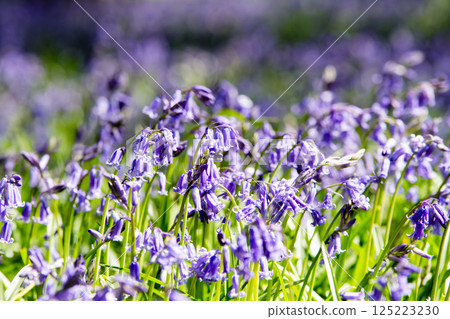 Pale purple bluebells growing in natural surroundings in Hatchlands, a suburb of London 125223230