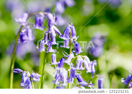 Pale purple bluebells growing in natural surroundings in Hatchlands, a suburb of London 125223231