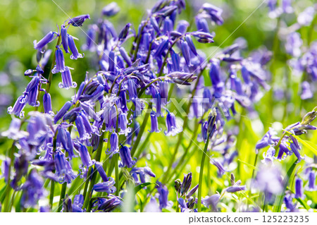Pale purple bluebells growing in natural surroundings in Hatchlands, a suburb of London 125223235