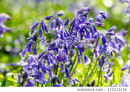 Pale purple bluebells growing in natural surroundings in Hatchlands, a suburb of London 125223236