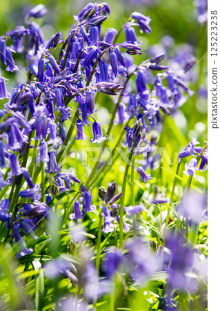 Pale purple bluebells growing in natural surroundings in Hatchlands, a suburb of London 125223238