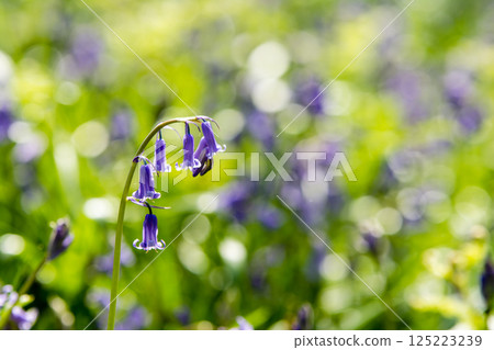 Pale purple bluebells growing in natural surroundings in Hatchlands, a suburb of London 125223239