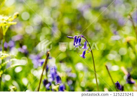 Pale purple bluebells growing in natural surroundings in Hatchlands, a suburb of London 125223241