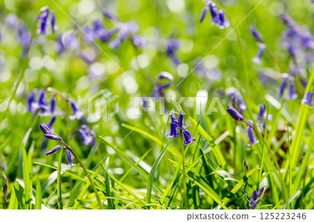 Pale purple bluebells growing in natural surroundings in Hatchlands, a suburb of London 125223246
