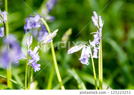 Pale purple bluebells growing in natural surroundings in Hatchlands, a suburb of London 125223251