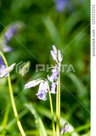 Pale purple bluebells growing in natural surroundings in Hatchlands, a suburb of London 125223252
