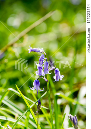 Pale purple bluebells growing in natural surroundings in Hatchlands, a suburb of London 125223254