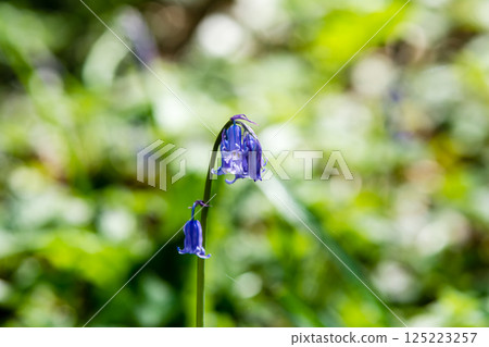 Pale purple bluebells growing in natural surroundings in Hatchlands, a suburb of London 125223257