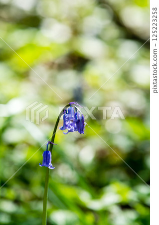 Pale purple bluebells growing in natural surroundings in Hatchlands, a suburb of London 125223258