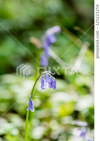 Pale purple bluebells growing in natural surroundings in Hatchlands, a suburb of London 125223259