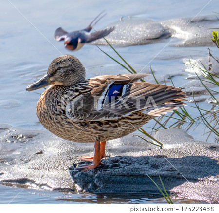 Duck with sparrow 125223438