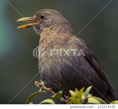 Eurasian blackbird 125223439