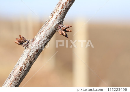 A CloseUp Image of a Budding Branch Set Against a Beautiful and Natural Environment 125223496