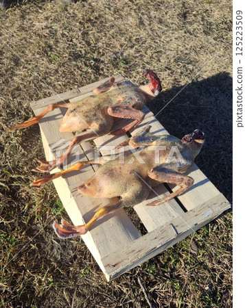 Peeled ducks without feathers, ready for cooking in the village on a box 125223509