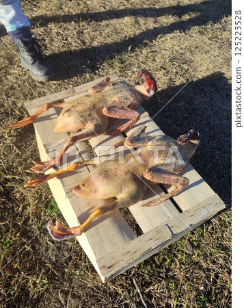 Peeled ducks without feathers, ready for cooking in the village on a box Peeled ducks without feathers, ready for cooking in the village on a box 125223528