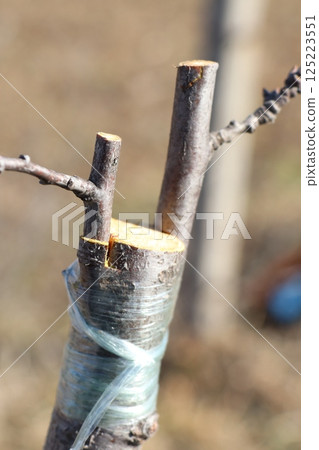 The Tree Grafting Technique is a specialized method used for effective Plant Propagation 125223551