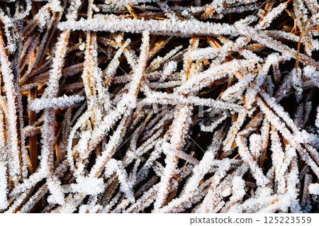 Admiring the Frosty Natural Textures Displayed on the Brown Sticks During Winter Time 125223559