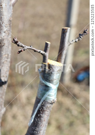 A Comprehensive Demonstration of the Tree Branch Grafting Technique for Gardeners and Enthusiasts 125223585