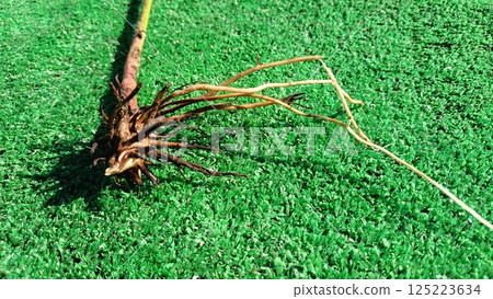 Exploring the Roots of a Plant on Artificial Grass in a Unique Landscape Setting Exploring the Roots of a Plant on Artificial Grass in a Unique Landscape Setting 125223634