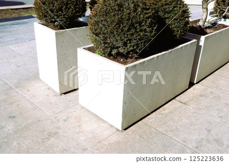 Modern planters featuring beautifully arranged shrubs play a crucial role in urban landscape design Modern planters featuring beautifully arranged shrubs play a crucial role in urban landscape design 125223636
