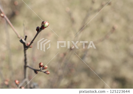 In early springtime, the awakening and budding branches in nature display their vibrant beauty 125223644