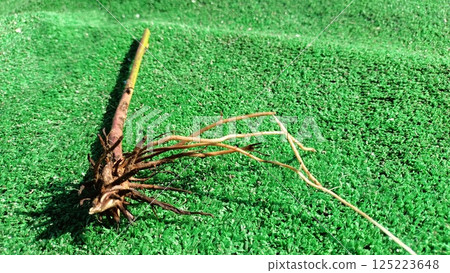 An Intricate CloseUp of the Root Structure Found on a Unique Artificial Grass Surface An Intricate CloseUp of the Root Structure Found on a Unique Artificial Grass Surface 125223648