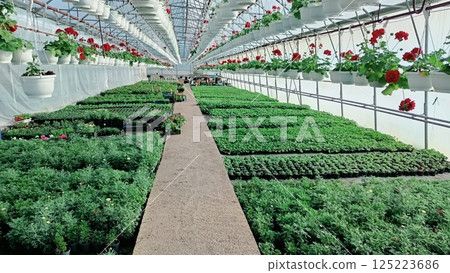 A Vibrant Greenhouse Filled with a Diverse Array of Plants and Beautiful Flowers 125223686
