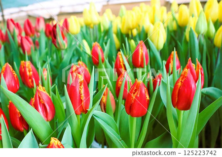 A Beautiful and Vibrant Tulip Field That is Filled with Blooming Red and Brilliant Yellow Flowers 125223742