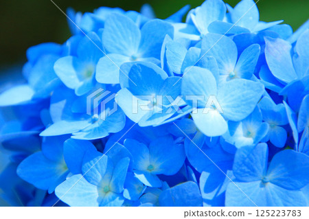 繡球花 3 藍色繡球花的特寫 125223783