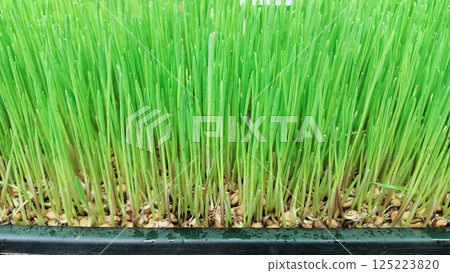 A Lush and Vibrant Green Grass Varietal is Growing in a Tray for Optimal Health and Growth Rate 125223820