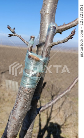 The detailed process of tree grafting utilizing plastic wrap for optimal results and care 125223851
