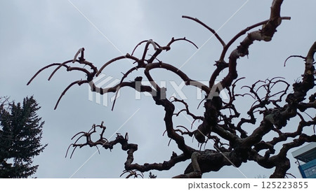 The Intricate Patterns Found Within a Twisted Tree Branch, Showcasing Natures Beauty The Intricate Patterns Found Within a Twisted Tree Branch, Showcasing Natures Beauty 125223855