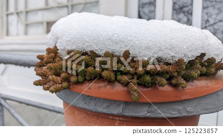 A SnowCapped Plant Nestled in an Urban Setting, Combining Natural Beauty and City Life A SnowCapped Plant Nestled in an Urban Setting, Combining Natural Beauty and City Life 125223857