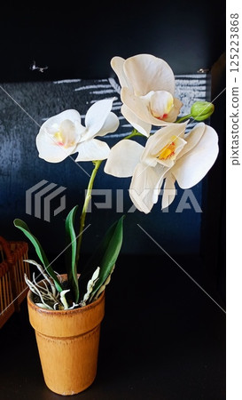 Elegant White Orchid in Pot Perfect for Enhancing Your Home Decor or Office Ambiance 125223868