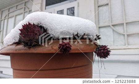 A winter scene with a snowcapped pot showcasing delicate seed pods in a serene setting A winter scene with a snowcapped pot showcasing delicate seed pods in a serene setting 125223888
