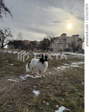 Small Papillon Dog Standing on Snowy Field at Sunset Small Papillon Dog Standing on Snowy Field at Sunset 125223974