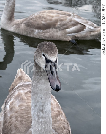 Close-Up of Young Swan on Calm Water Surface Close-Up of Young Swan on Calm Water Surface 125223977