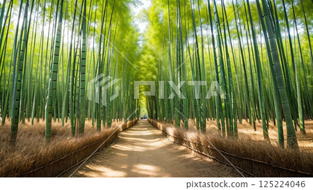 A view of the bamboo grove from the west end 125224046