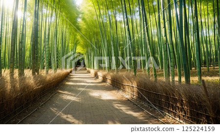 A view of the bamboo grove from the west end 125224159