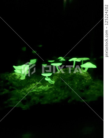 Glowing mushrooms on Hachijojima Glowing mushrooms on Hachijojima 125224202