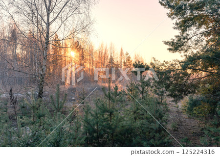 A bright sunrise at the edge of the forest on a frosty morning 125224316