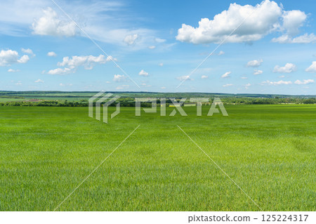 Vast green field under a blue sky with white clouds on a sunny day Vast green field under a blue sky with white clouds on a sunny day 125224317