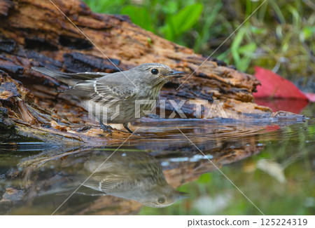 Small bird near the water with a reflection on the calm surface 125224319